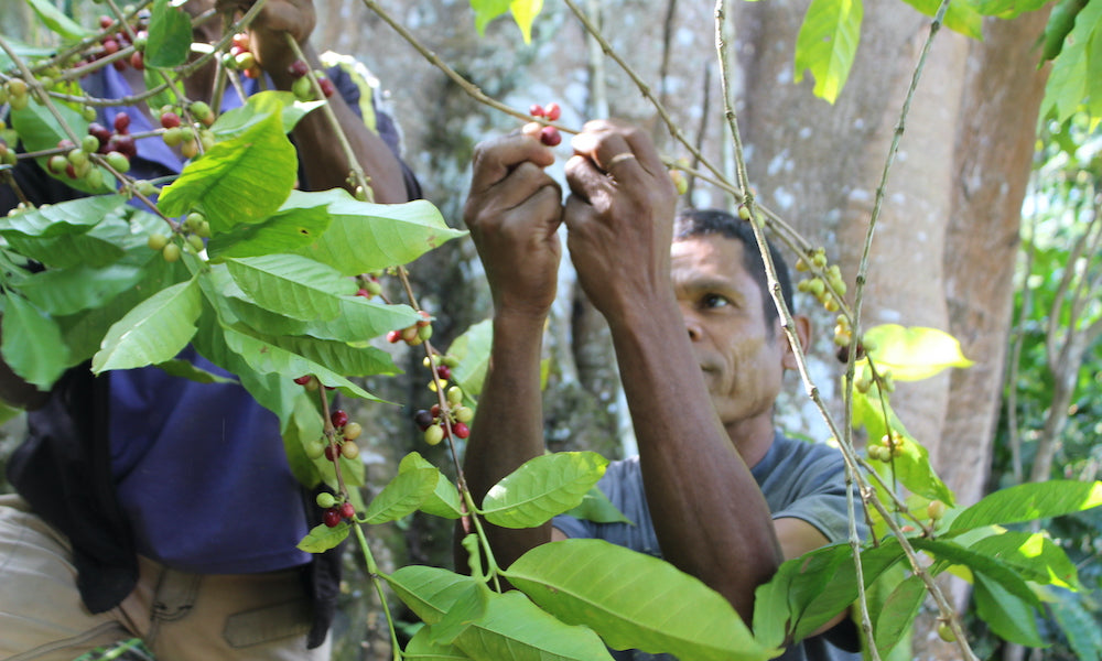 Everything You Need to Know About Timor Coffee