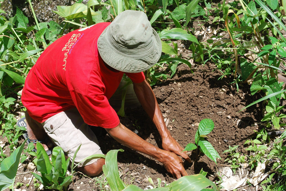 Plant Trees - 100 Pack The Corner Store Network