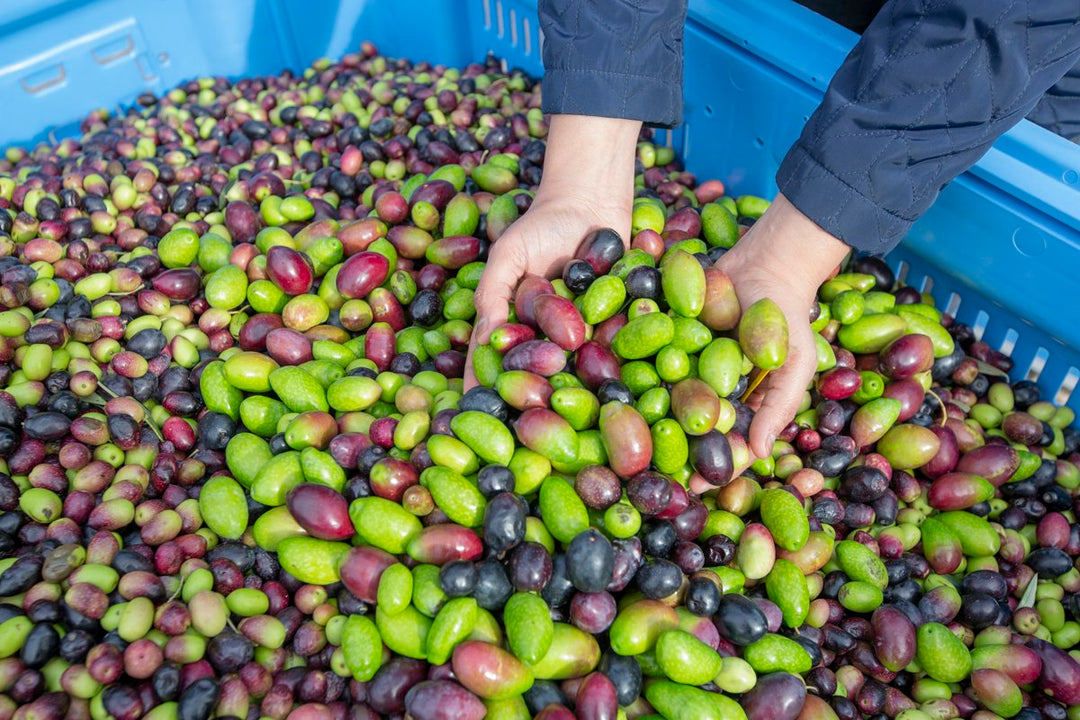 Event: Olives to Oil 2023