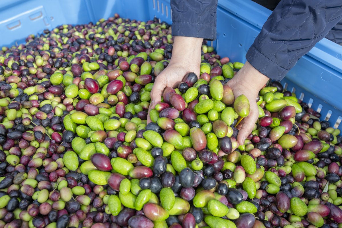 Event: Olives to Oil 2023