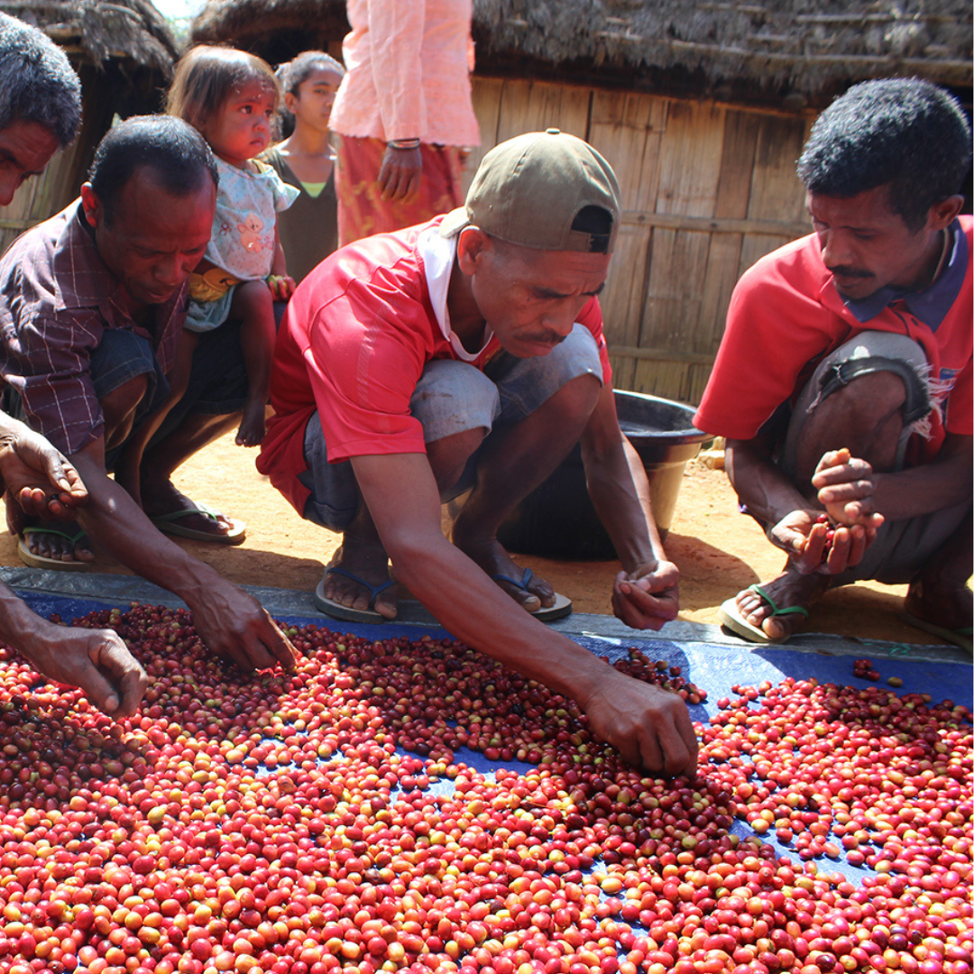 Corner Store Coffee 2025 varieties & processes