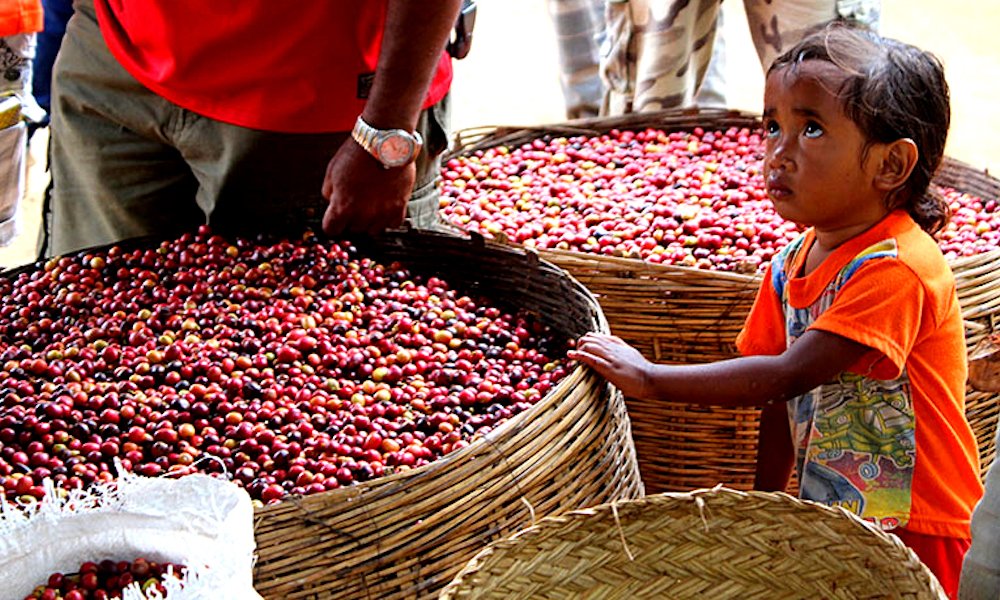 Will The World Run Out Of Coffee By 2050?