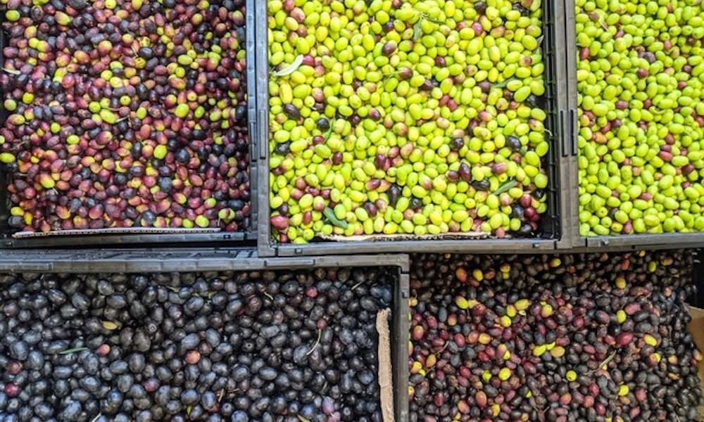 Event: Olives to Oil 2022