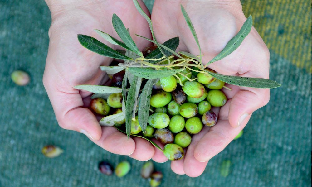 4 Ways to Use Your Olive Harvest