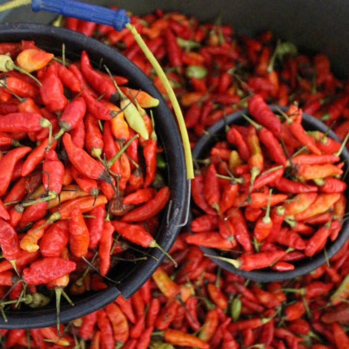 Chillies