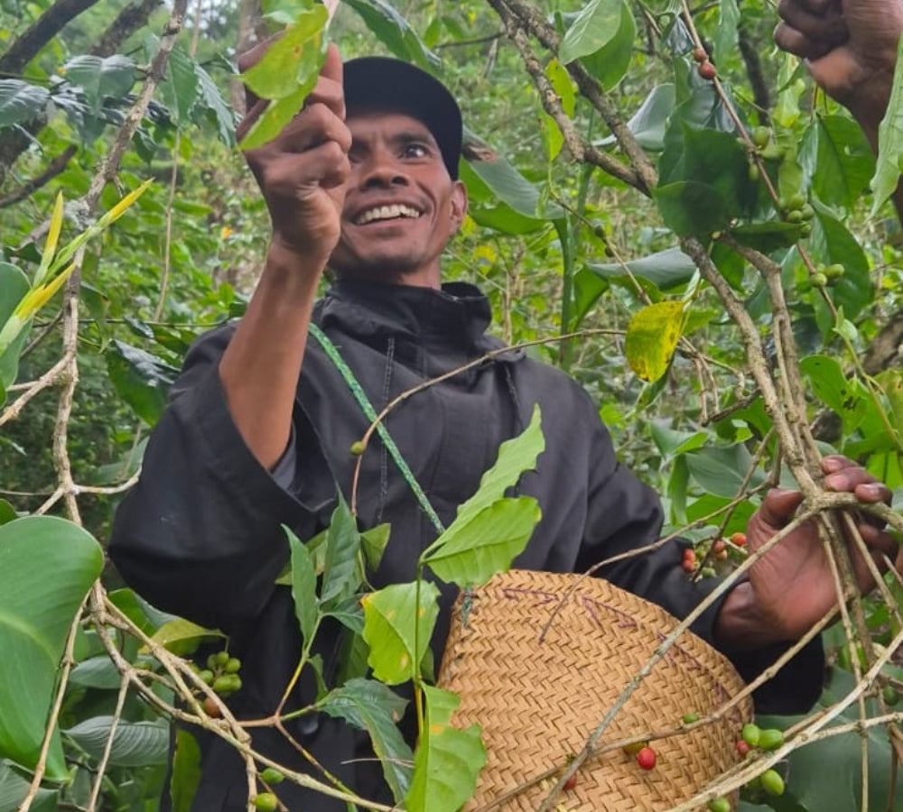 Timor-Leste Washed Organic Green Bean Coffee
