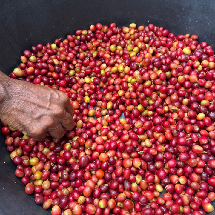 Timor-Leste Washed Organic Green Bean Coffee