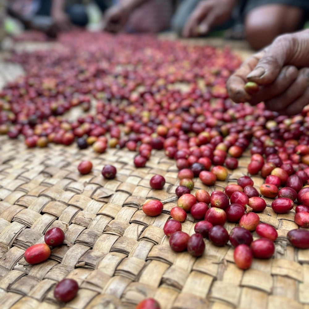Timor-Leste Washed Organic Green Bean Coffee