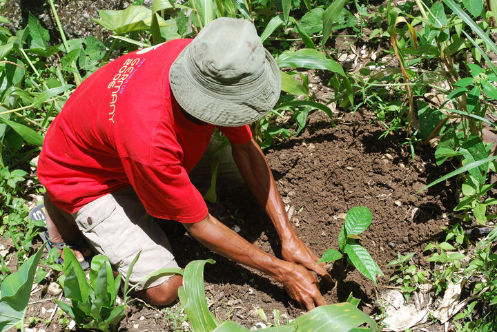 timorese tree farmer in red shirt and olive bucket hat planting a tree seedling in the dirt