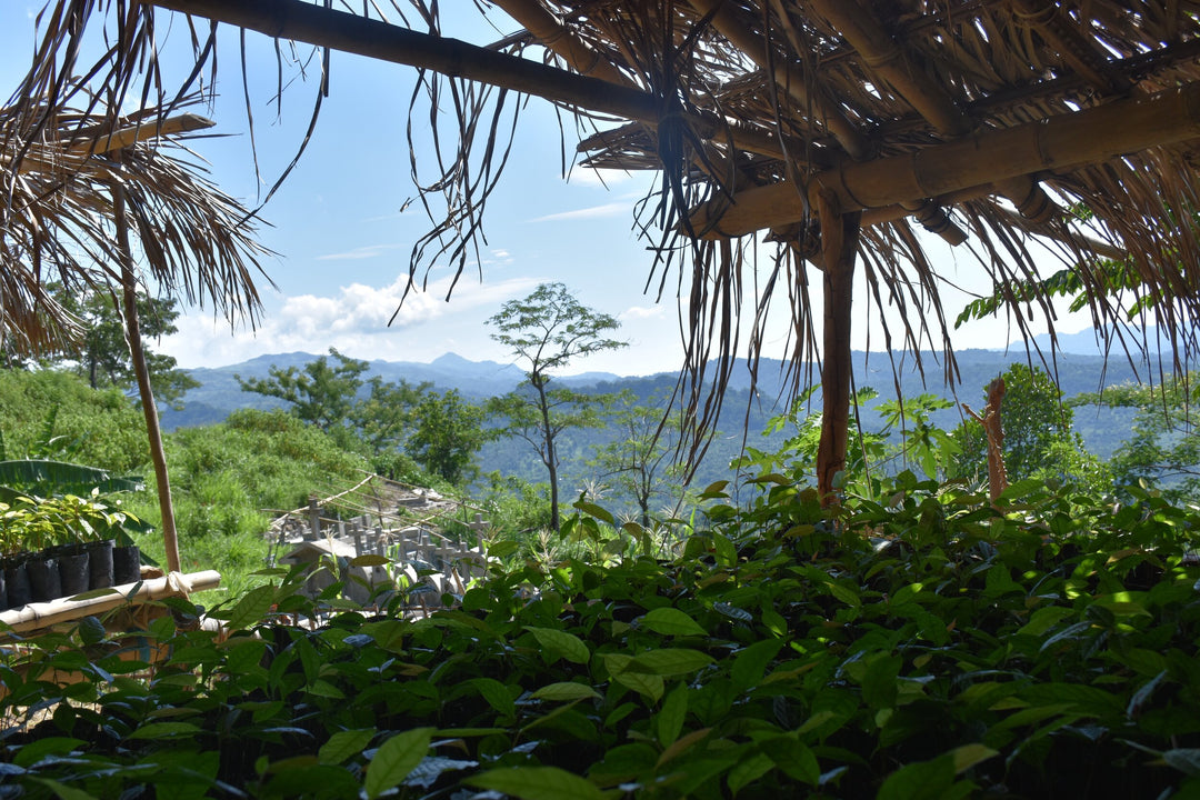 mahogany tree seedlings sitting under a canopy with blue skies and mountainous backdrop in timor-leste