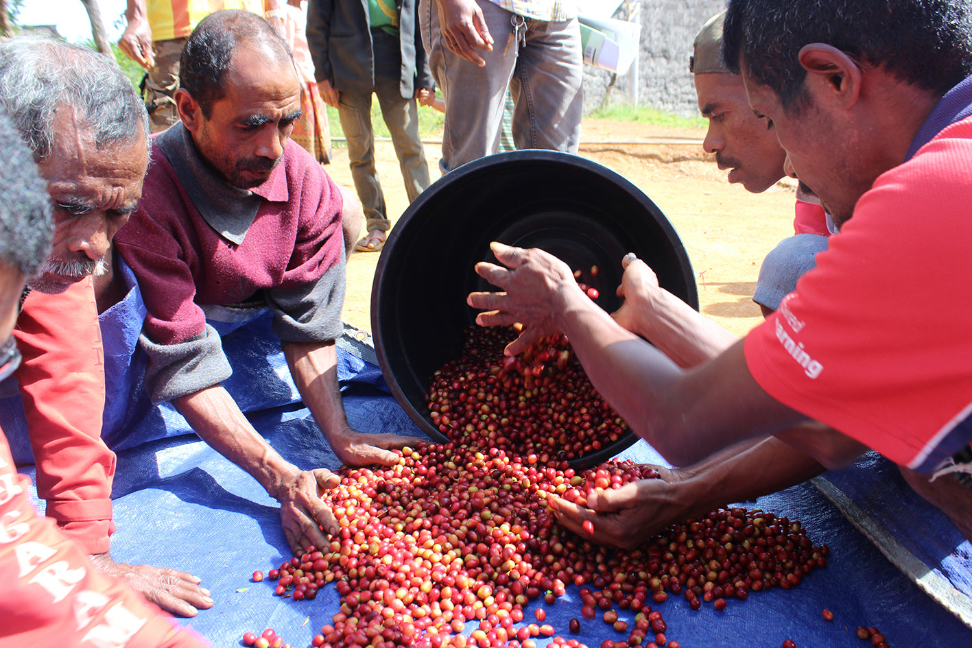 People sorting red coffee beans on a blue cloth with a black bucket nearby.