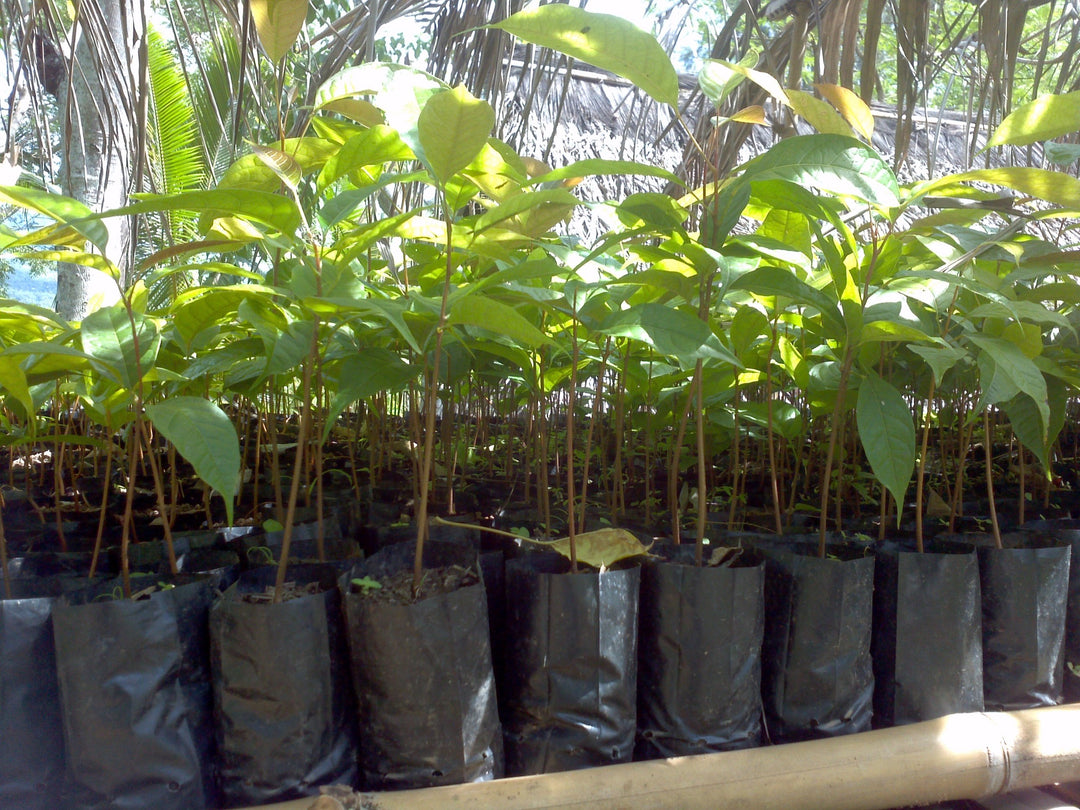 close up of hundreds of tree saplings lined up under a canopy in timor-leste