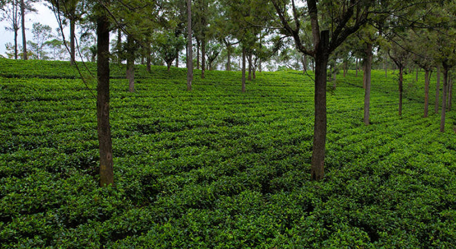 Organic Ceylon Tea - 3kg bulk The Corner Store Network