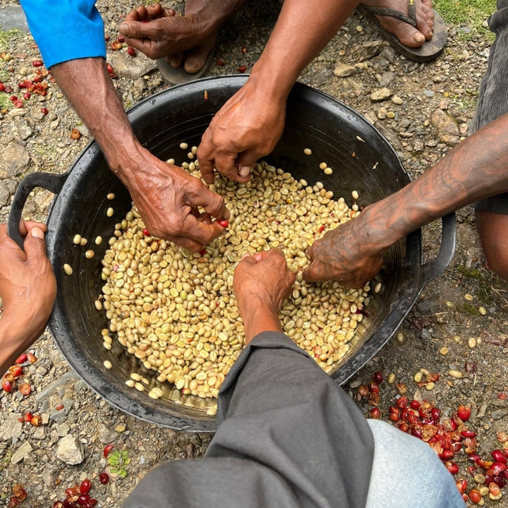 Timor-Leste Washed Organic Green Bean Coffee