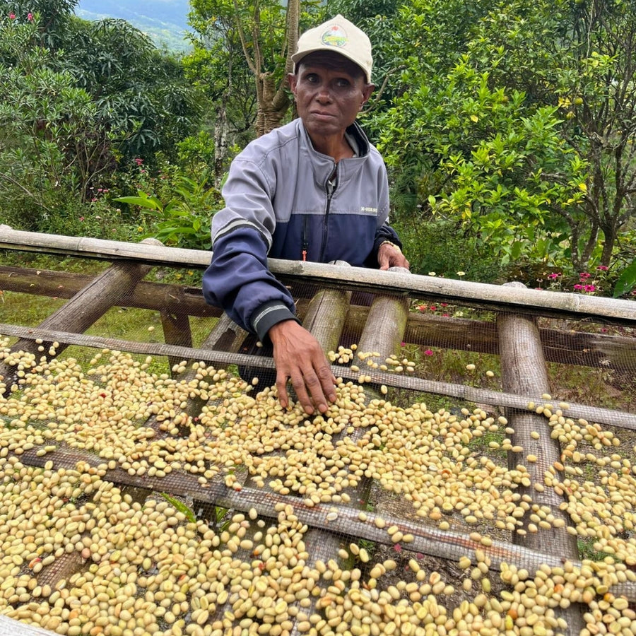 Timor-Leste Washed Organic Green Bean Coffee – The Corner Store Network