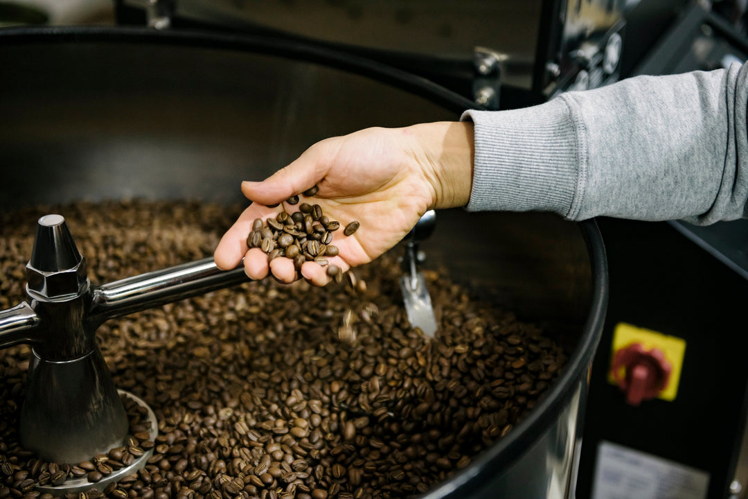 hand holding roasted coffee beans over coffee roaster