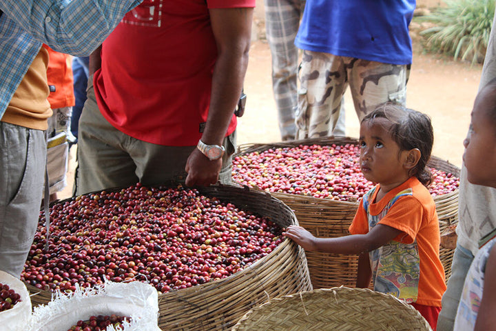 Timor-Leste Washed Organic Green Bean Coffee (Tasakina Region)
