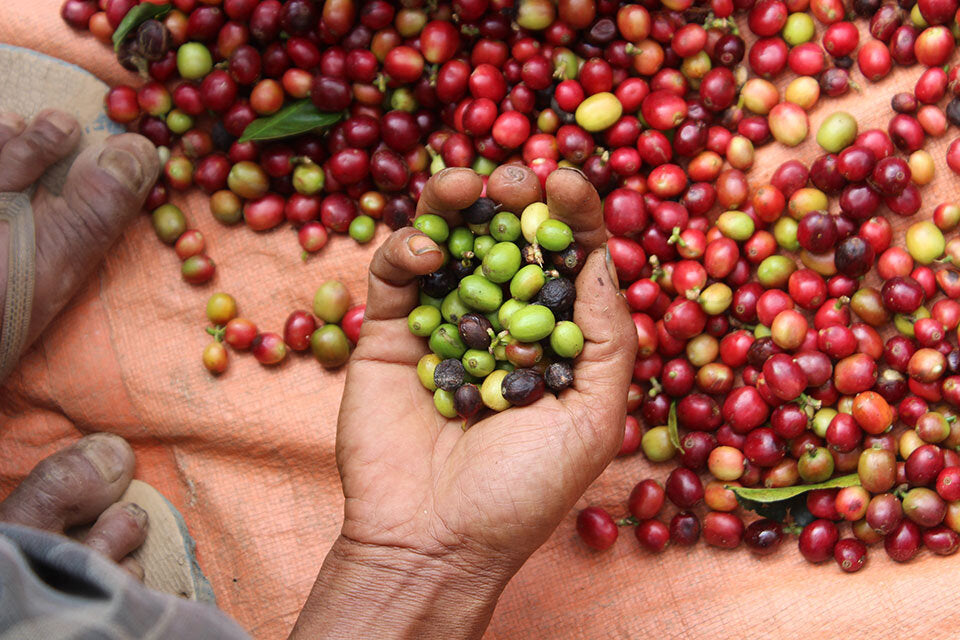 Timor-Leste Washed Organic Green Bean Coffee (Letefaho Region)