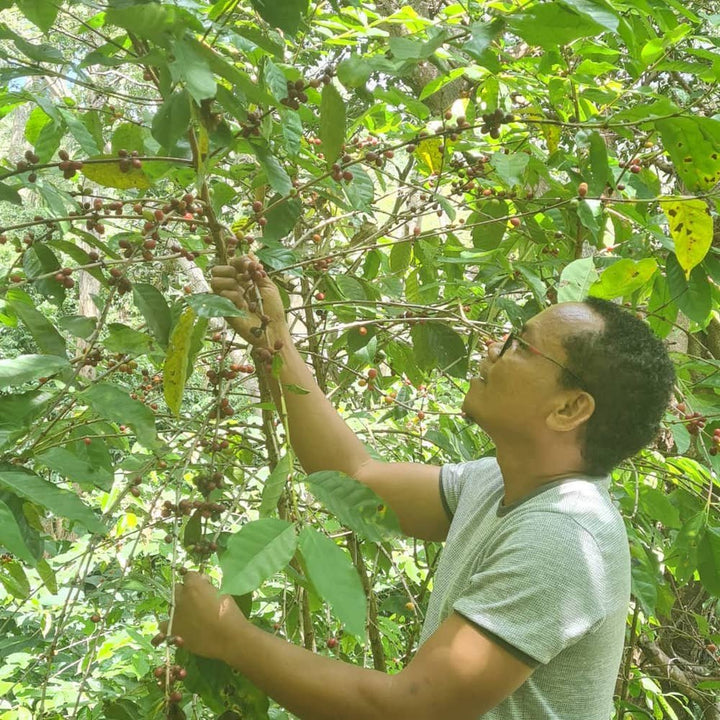 timorese coffee farmer harvesting coffee cherries