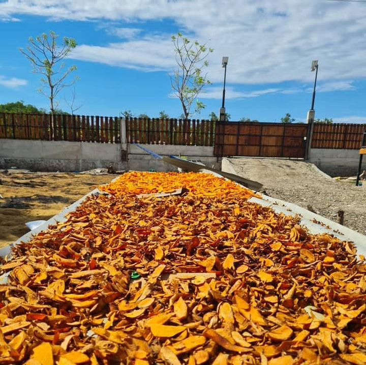 chopped turmeric spread out on sun dryer under blue skies in timor-leste
