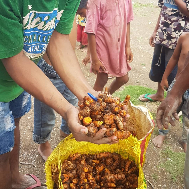 turmeric farmer holding a handful of organic turmeric roots over a sack in timor-leste
