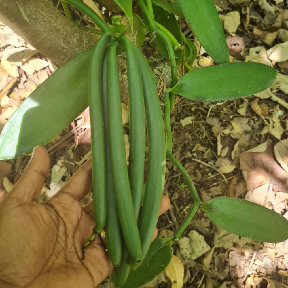 hand showing vanilla beans on plant in timor-leste