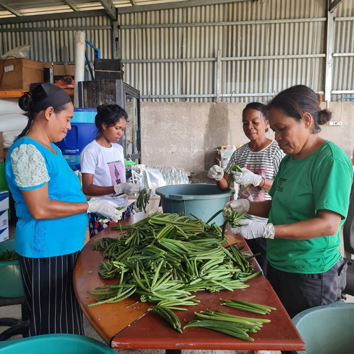 timorese women preserving vanilla beans