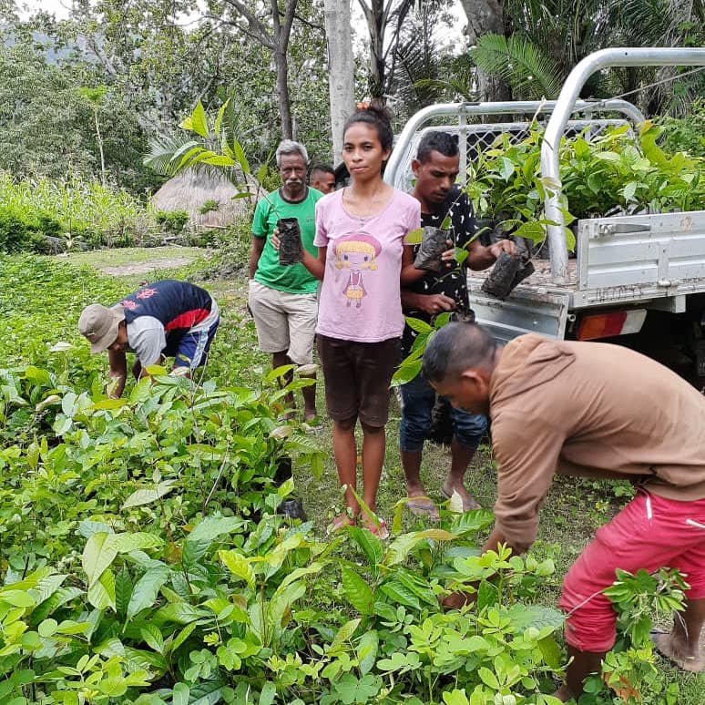 group of timorese tree farmers loading saplings off a ute ready to be planted in the forest