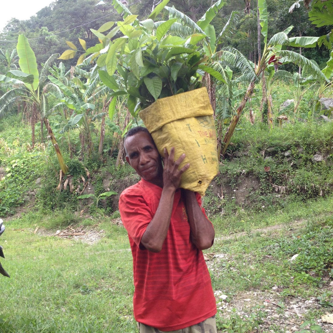 timorese tree farmer in red shirt smiling as he holds a sack full of tree saplings about to be planted